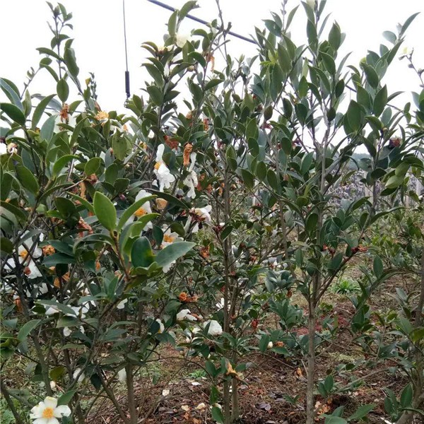 油茶树开花