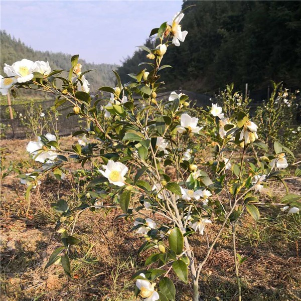 油茶树开花