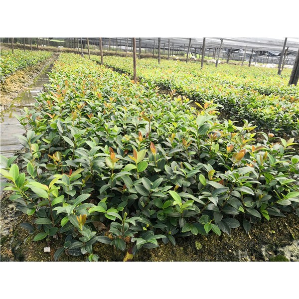 油茶苗批发