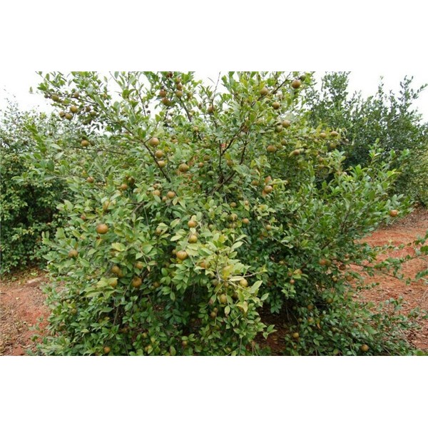 油茶苗价格