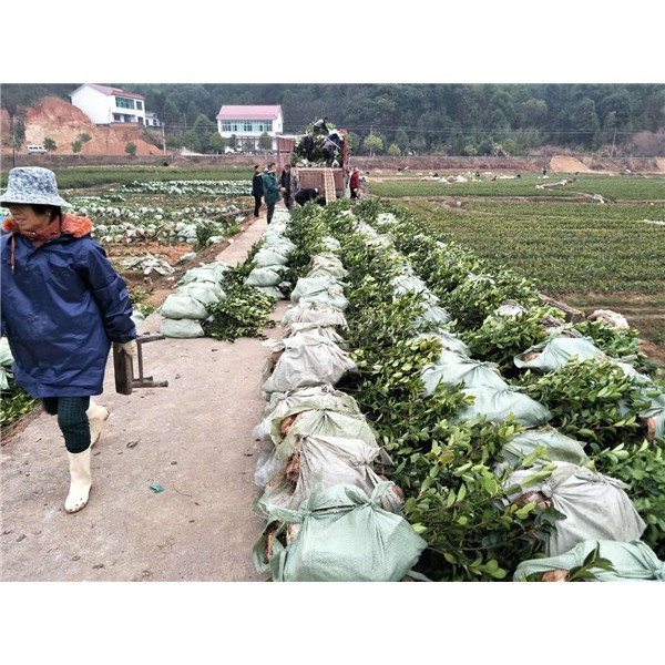 油茶苗打包发货
