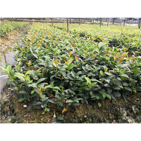 油茶苗基地