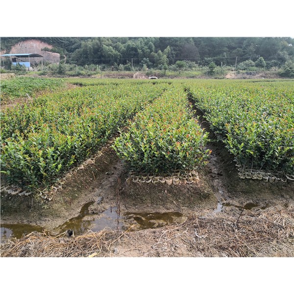 油茶苗基地