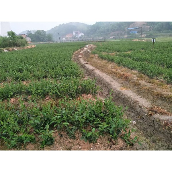 两年生油茶苗