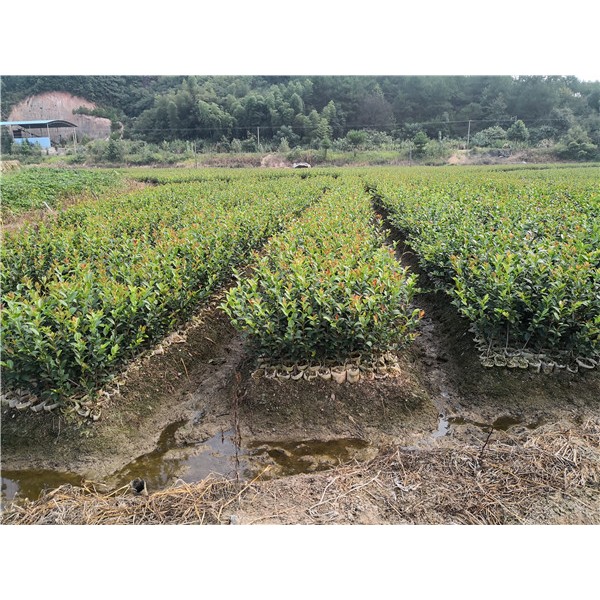 两年生油茶苗