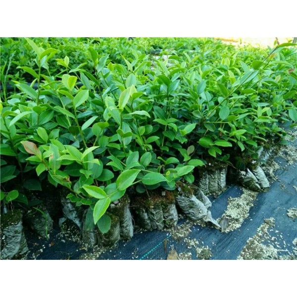 一年生油茶苗