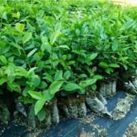 一年生油茶苗