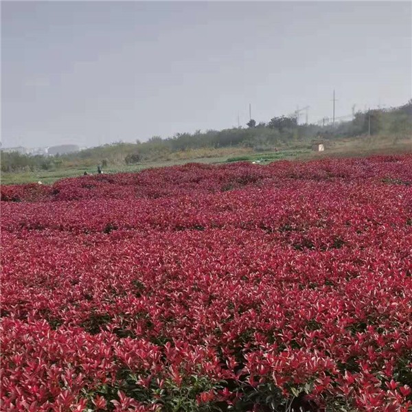 红叶石楠