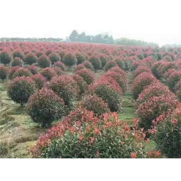 红叶石楠