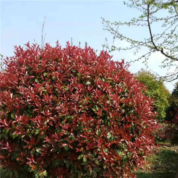 红叶石楠