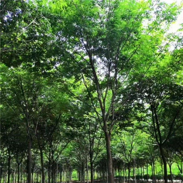 榉树