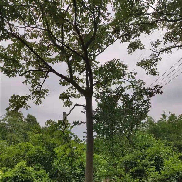 栾树