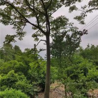 栾树