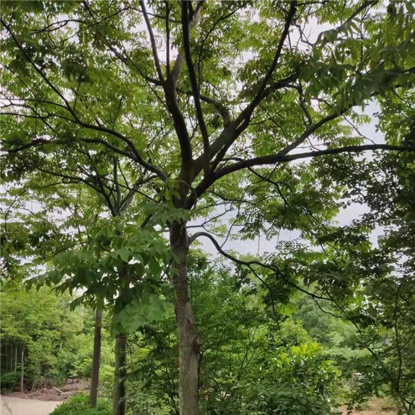 栾树