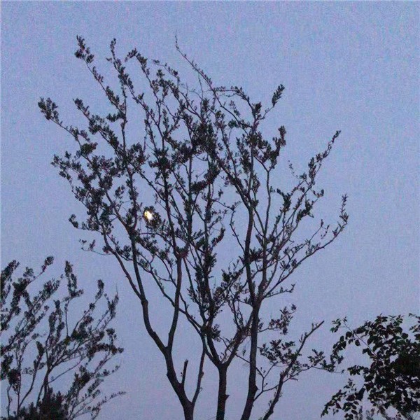 朴树