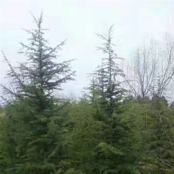 雪松