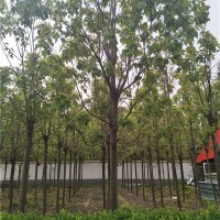 14公分楸树