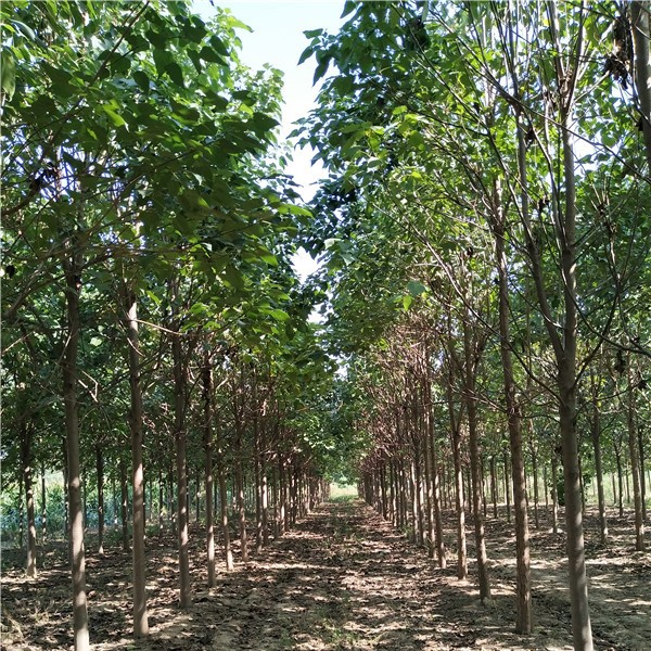 12公分楸树