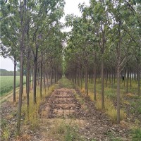 10公分楸树