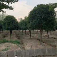 桂花树