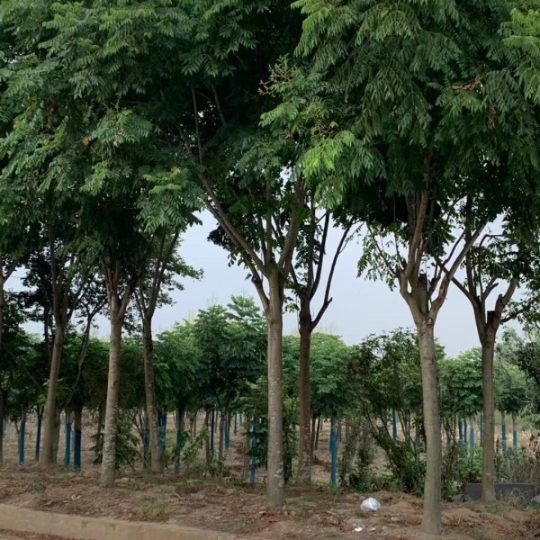 栾树