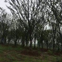 榔榆