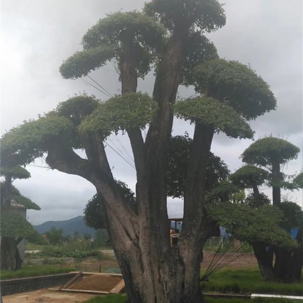 对节白蜡树