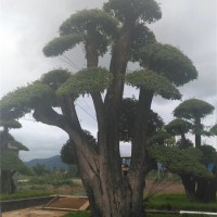 对节白蜡树