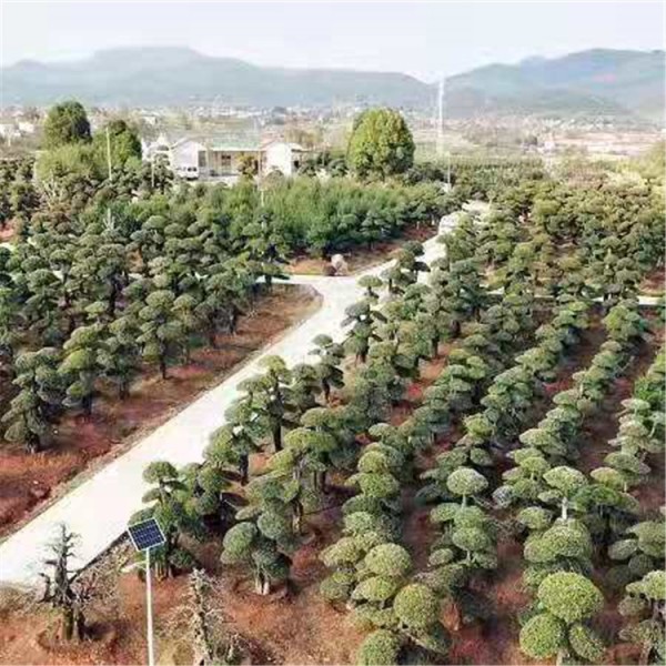 对节白蜡树