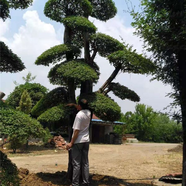 对节白蜡树