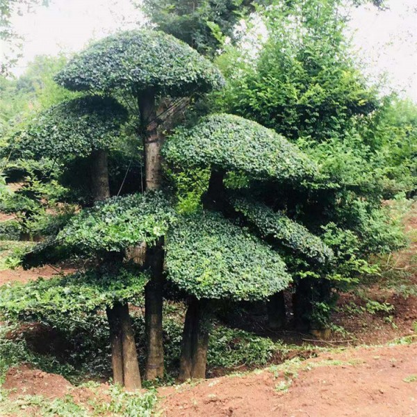 对节白蜡树