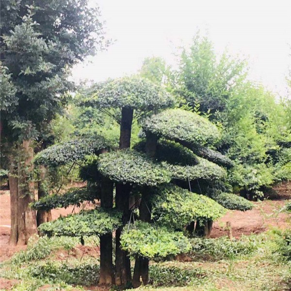 对节白蜡树