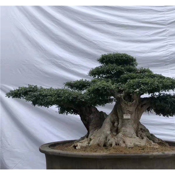 对节白蜡树