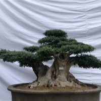 对节白蜡树