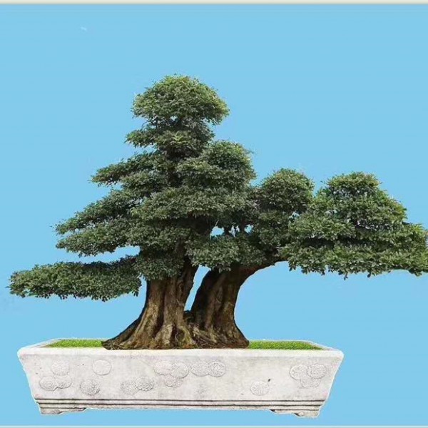 对节白蜡树