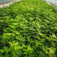 红冠红枫和金陵红枫的小苗繁育