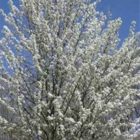 彩叶豆梨花期