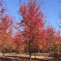 美国红枫彩叶效果