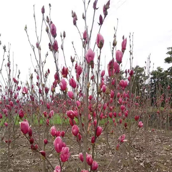 娇红一号 玉兰