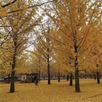 银杏树