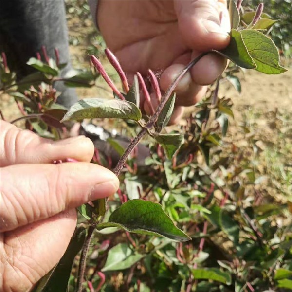 中金一号红色金银花苗