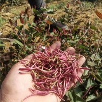 中金一号红色金银花苗