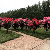 树状月季