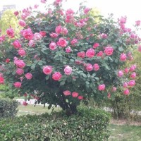 树状月季