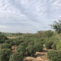 红叶石楠