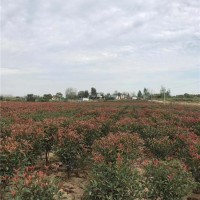 红叶石楠