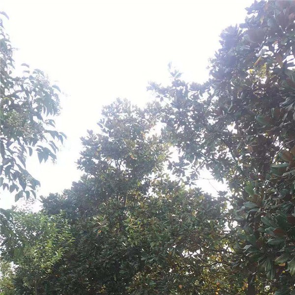 广玉兰