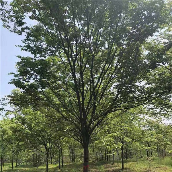 榉树