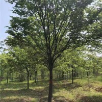 榉树