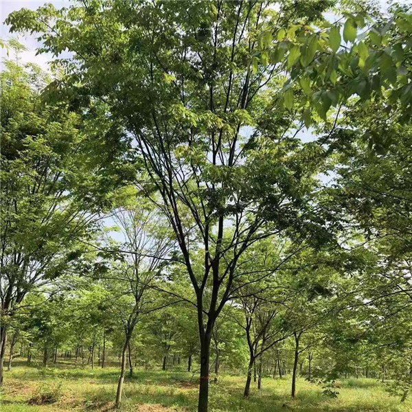 榉树